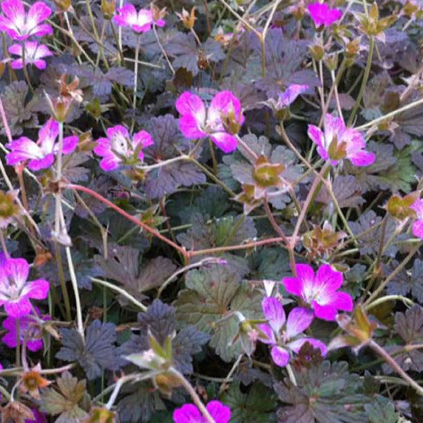 Storchschnabel ‘Orkney Cherry’ - Blüht den ganzen Sommer