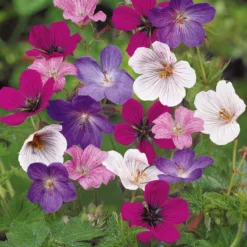Storchschnabel 'Rainbow' Mischung (x5) - Farbenteppich ohne Aufwand