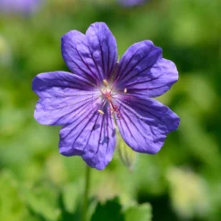 Storchschnabel ‘Rosemoor’ - Blüht Monat für Monat