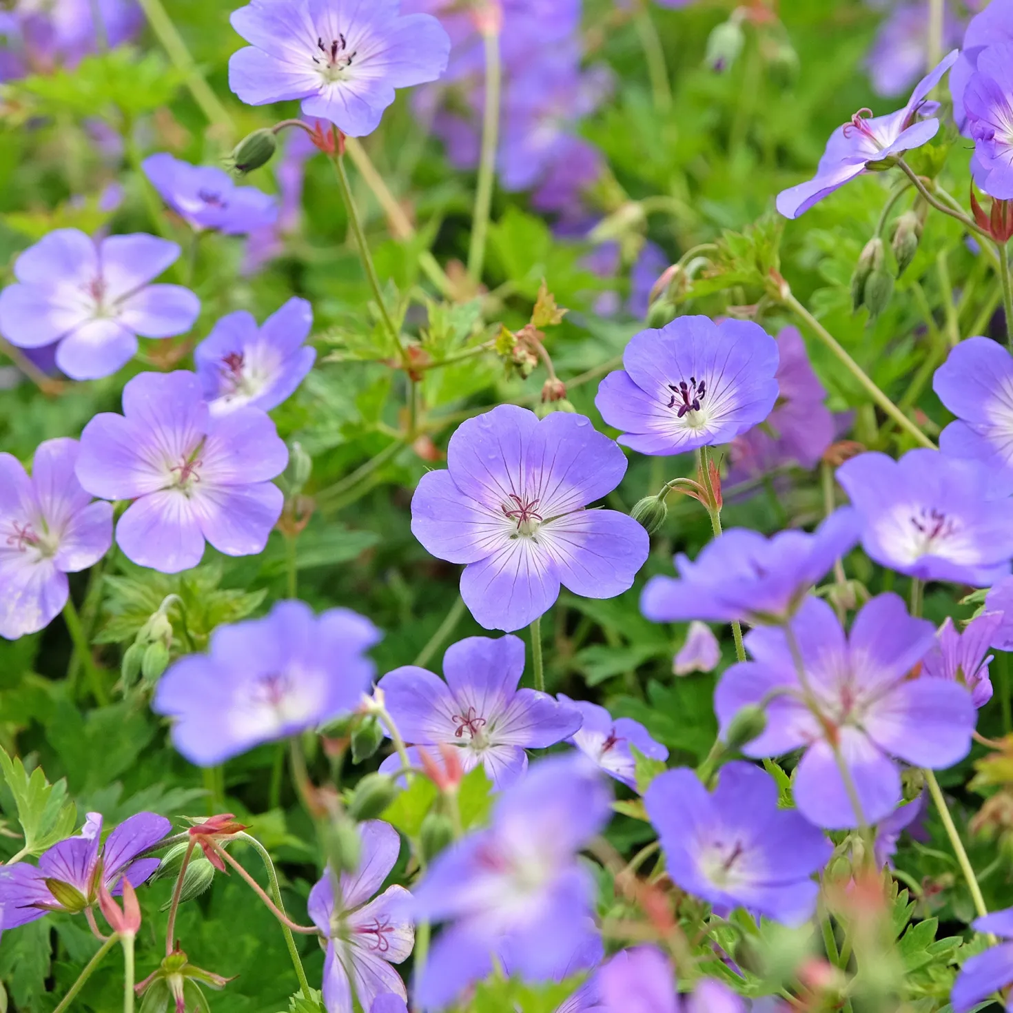 Storchschnabel 'Rozanne' - Blüht bis in den Herbst