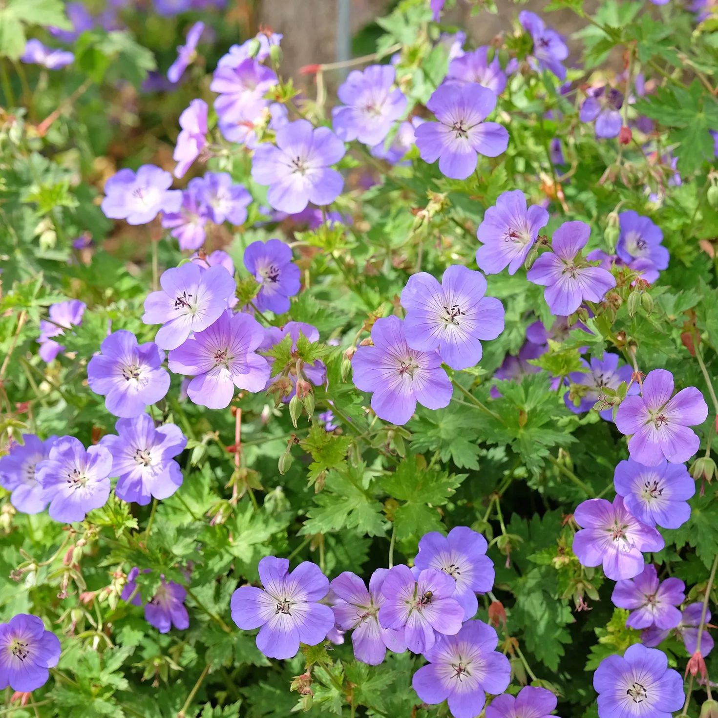 Storchschnabel 'Rozanne' - Blüht bis in den Herbst