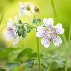 Storchschnabel (Runzelblättriger Storchschnabel) - Grün auch ohne Blüte
