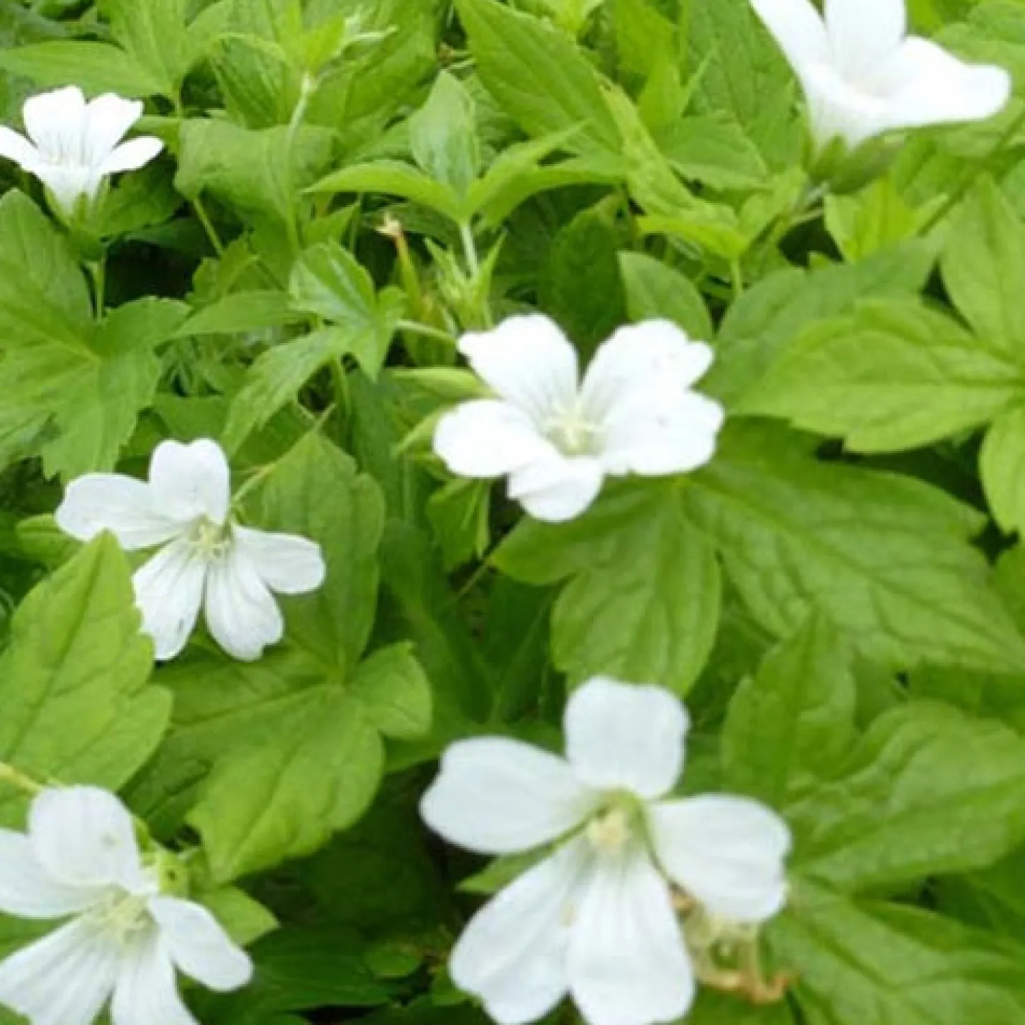 Storchschnabel 'Silverwood' - Weiße Blüten im Halbschatten