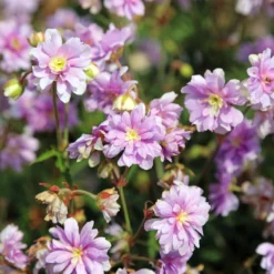 Storchschnabel Summer Skies - Gefüllte Blüten den Sommer lang