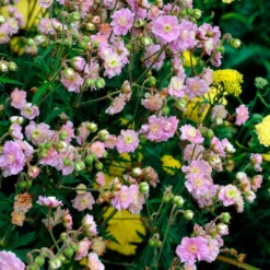 Storchschnabel Summer Skies - Gefüllte Blüten den Sommer lang