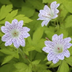 Storchschnabel ‘Versicolor’ - Farbe für jede Ecke