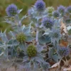Stranddistel - Silberblau ohne Mühe