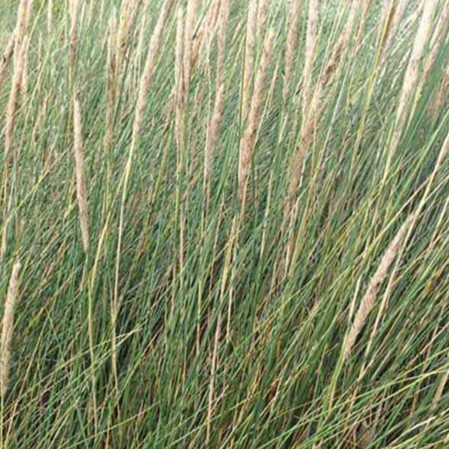 Strandhafer - Küstenfeeling im Garten