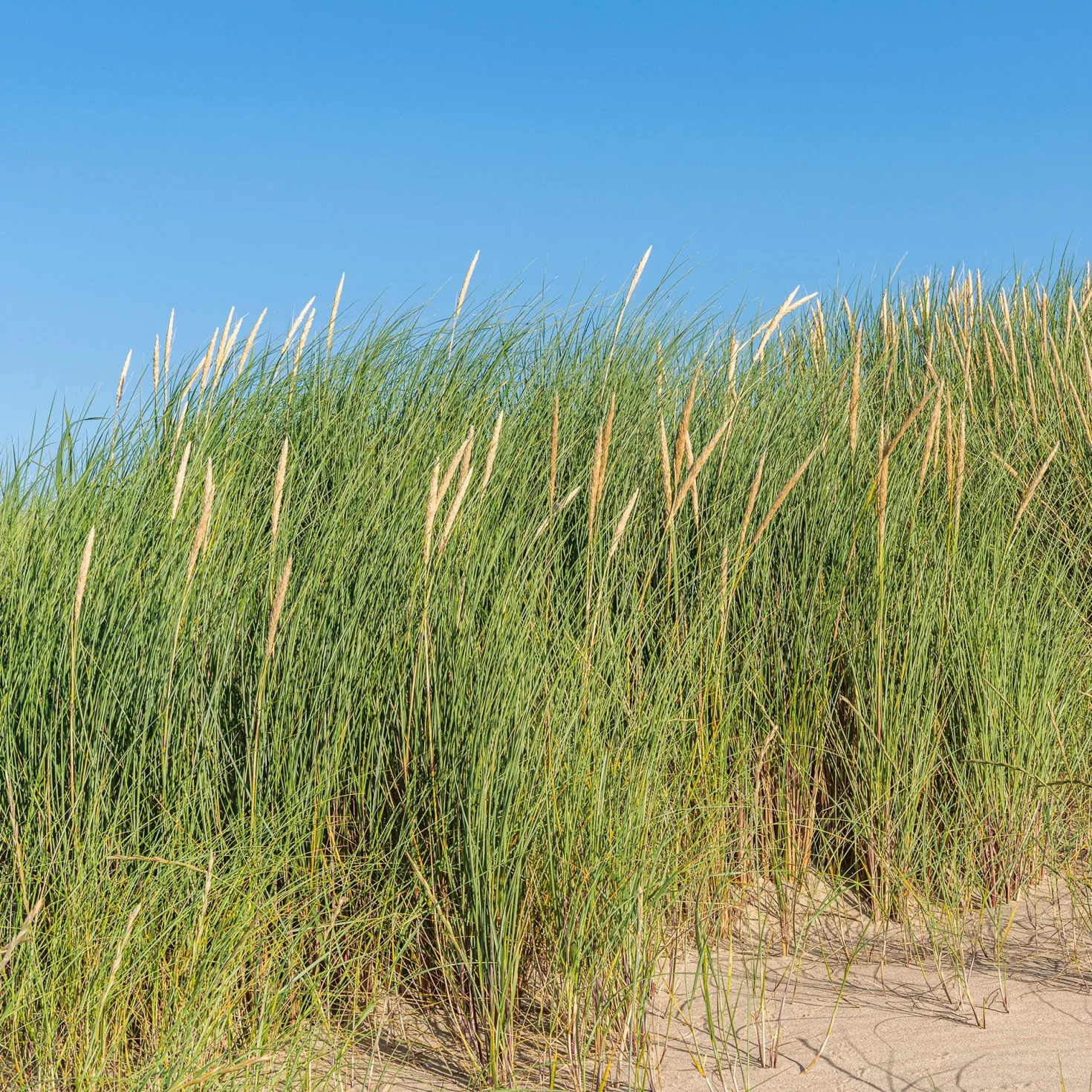 Strandhafer - Küstenfeeling im Garten
