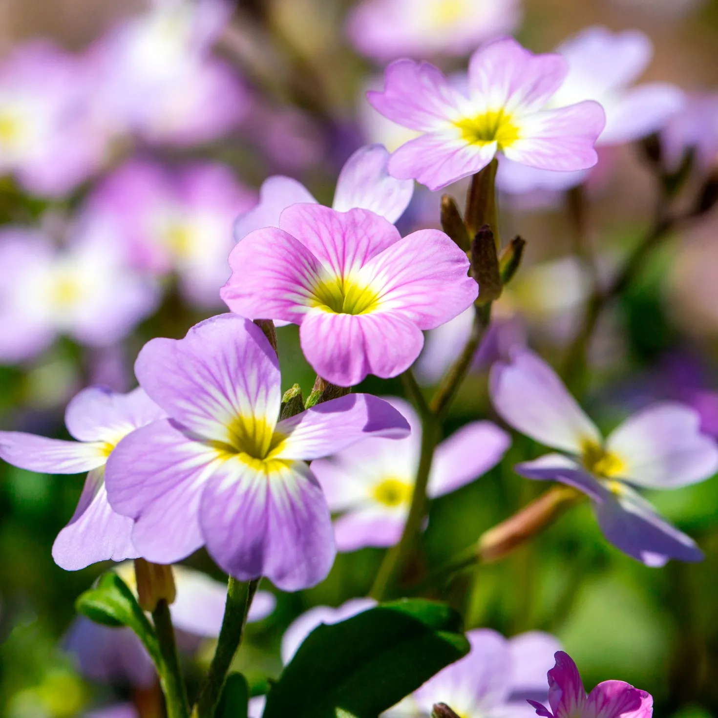 Strand-Veilchen - Blüten in nur 6 Wochen