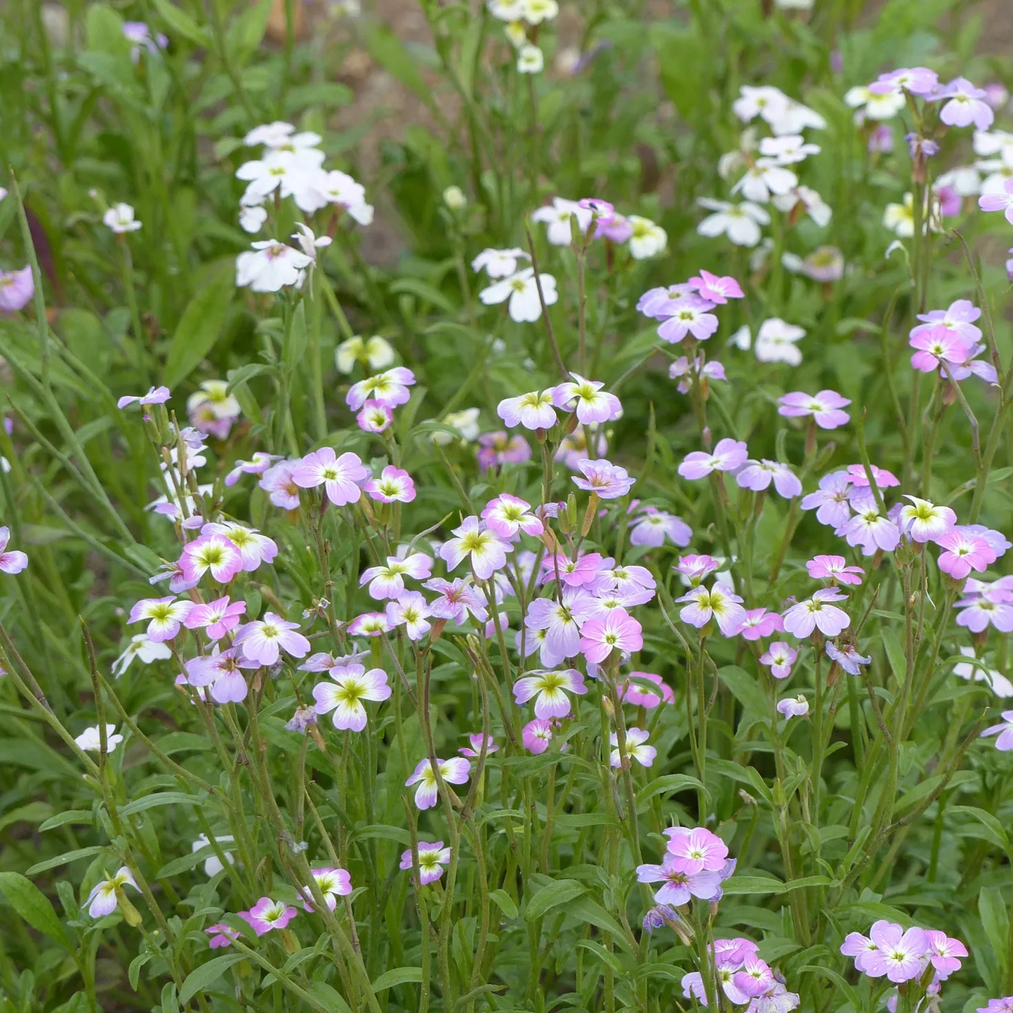 Strand-Veilchen - Blüten in nur 6 Wochen