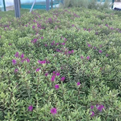 Strauch-Ehrenpreis ‘Celebration’ - Blüten bis in den November