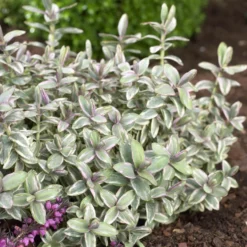 Strauch-Ehrenpreis Silver Dollar - Farbe im Winter, ganz easy