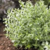 Strauch-Ehrenpreis Sutherlandii - Immergrün ohne Aufwand