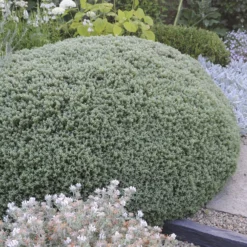 Strauch-Ehrenpreis Sutherlandii - Immergrün ohne Aufwand