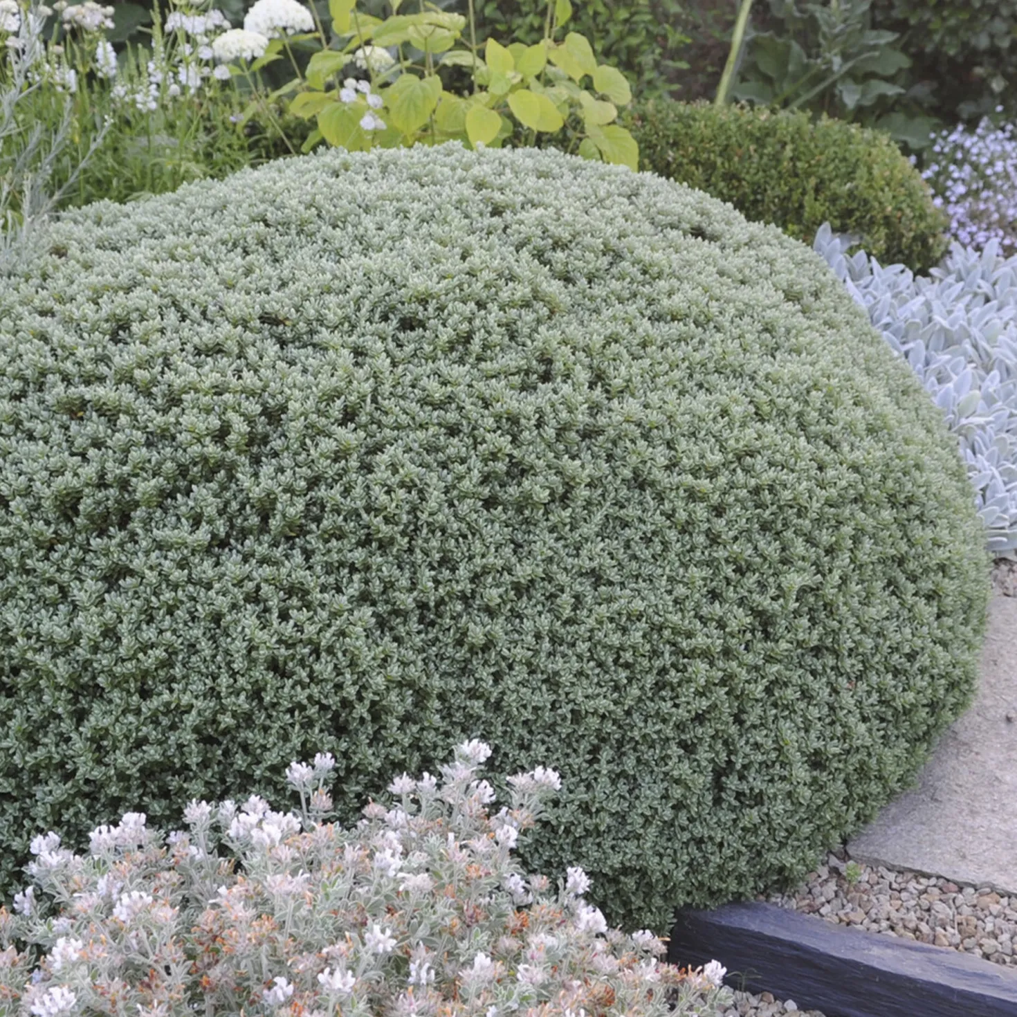 Strauch-Ehrenpreis Sutherlandii - Immergrün ohne Aufwand