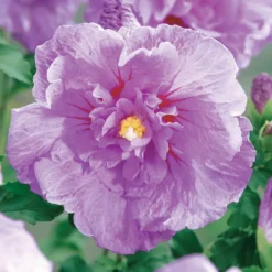 Straucheibisch 'Lavender Chiffon' - Lavendelblüten den ganzen Sommer