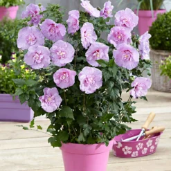 Straucheibisch 'Lavender Chiffon' - Lavendelblüten den ganzen Sommer