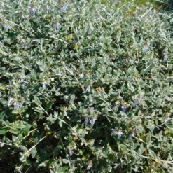 Strauch-Gamander 'Azureum' - Silbriges Laub, blaue Blüten