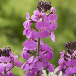 Strauch-Goldlack ‘Bowles Mauve’ - Blüht fast das ganze Jahr
