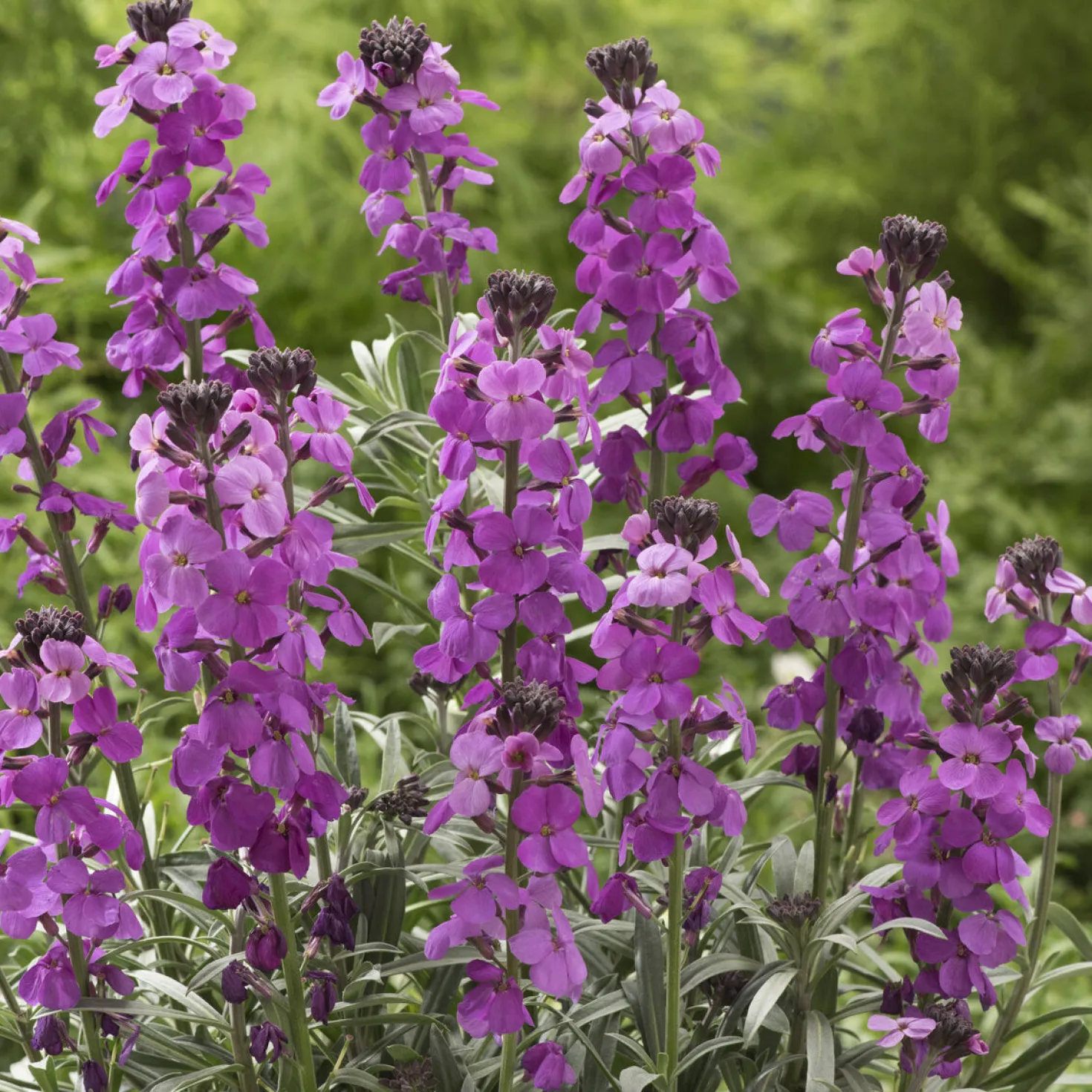 Strauch-Goldlack ‘Bowles Mauve’ - Blüht fast das ganze Jahr