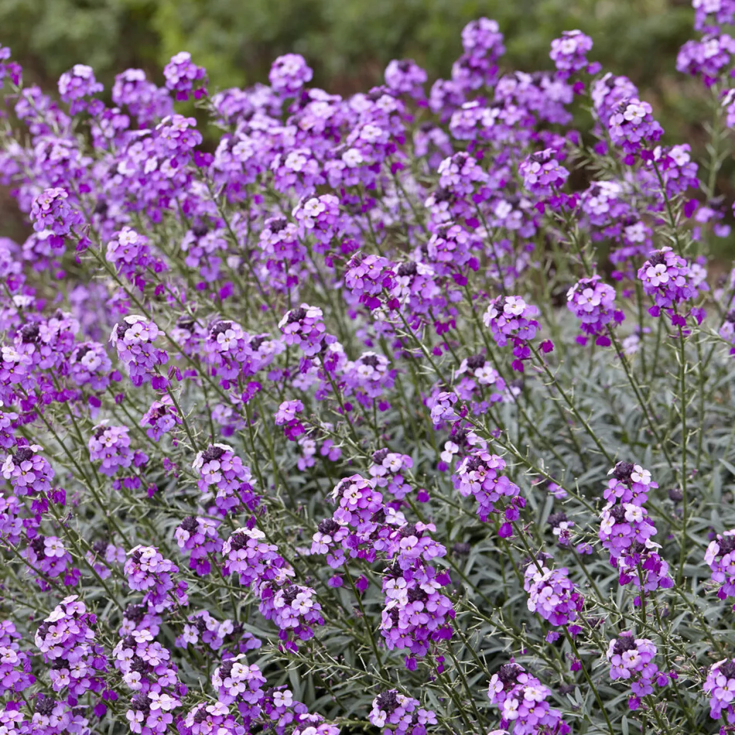 Strauch-Goldlack ‘Bowles Mauve’ - Blüht fast das ganze Jahr