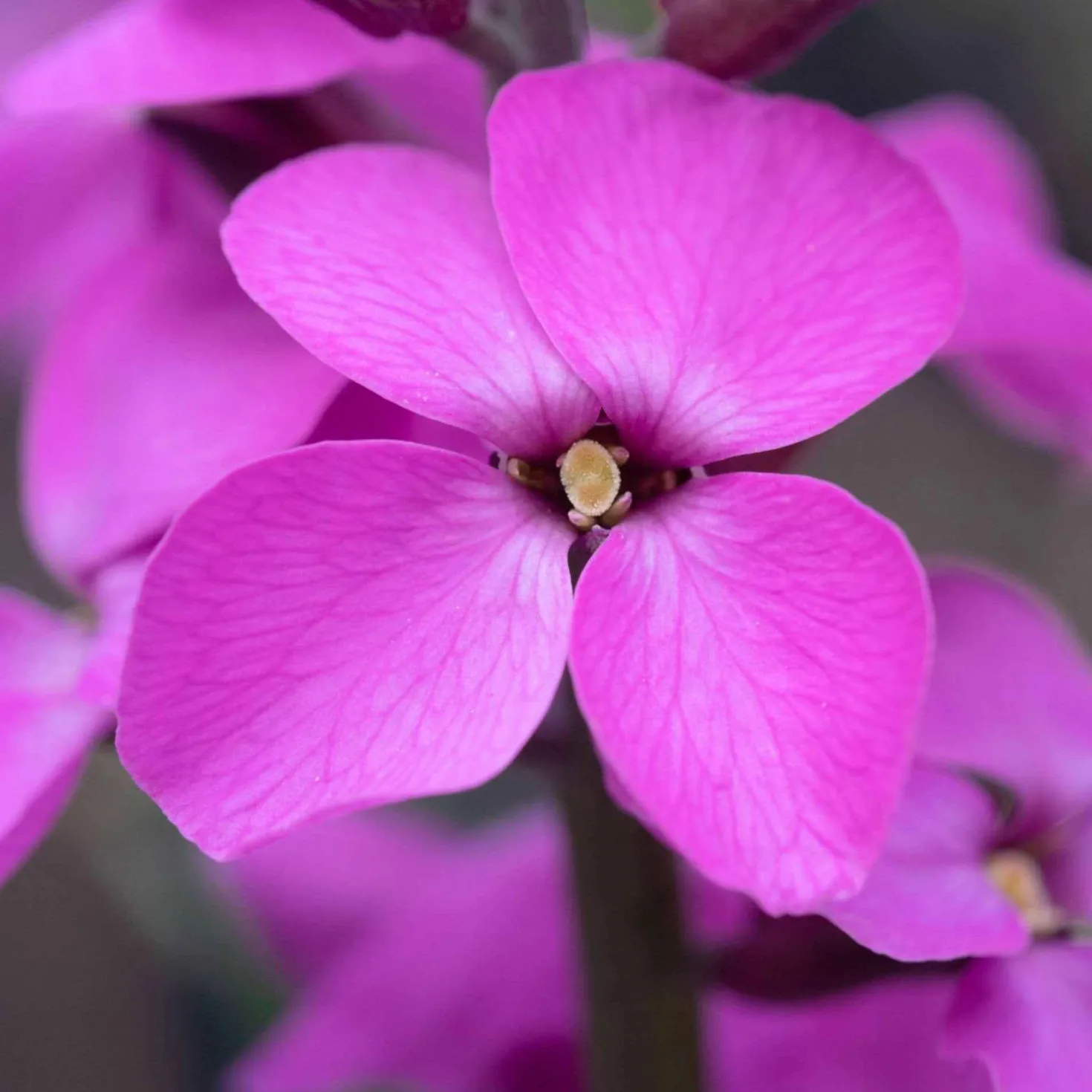 Strauch-Goldlack ‘Bowles Mauve’ - Blüht fast das ganze Jahr