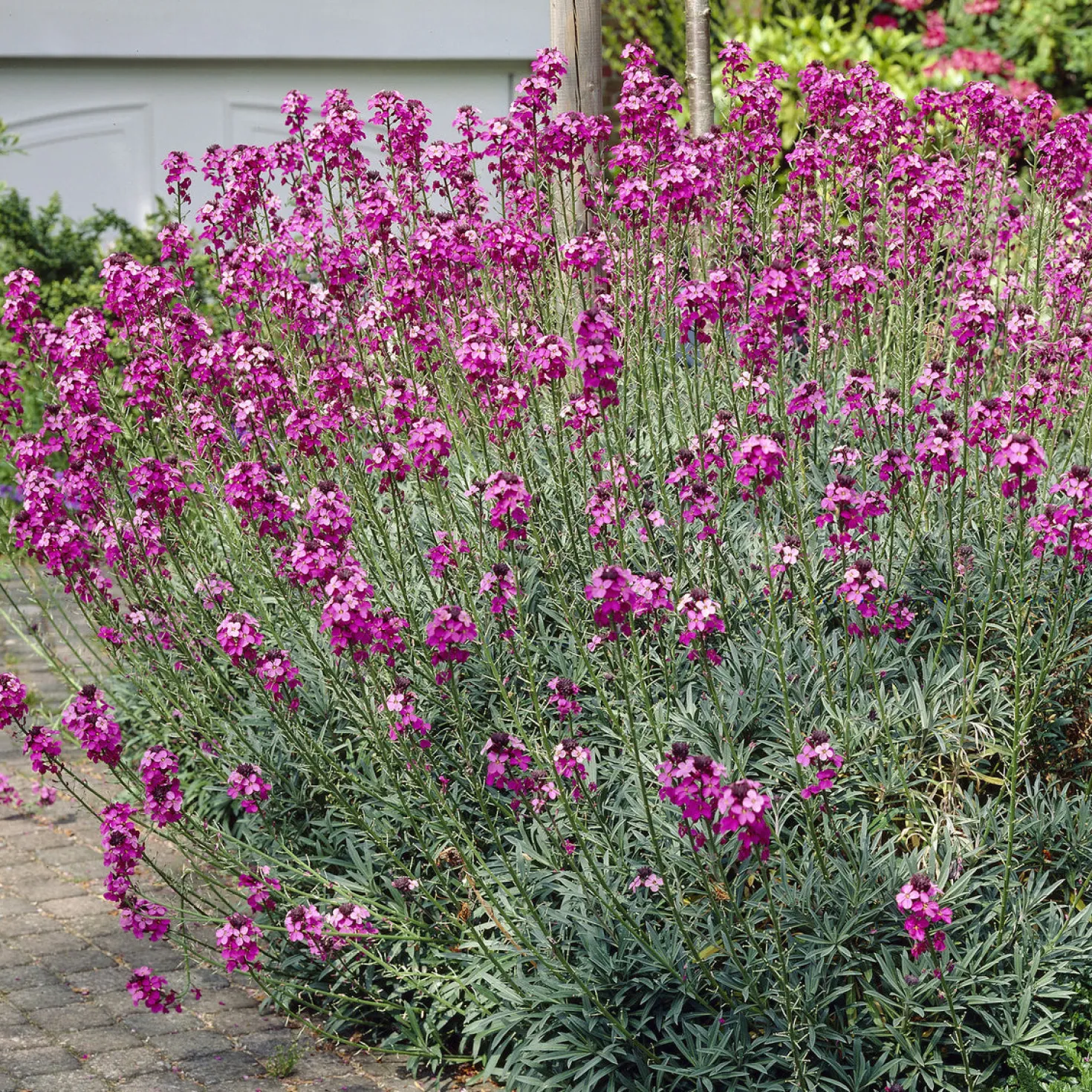 Strauch-Goldlack ‘Bowles Mauve’ - Blüht fast das ganze Jahr