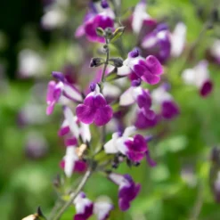 Strauchiger Salbei Amethyst Lips - Blüht bis in den Herbst