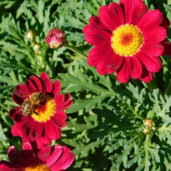 Strauchmargerite 'Grandaisy Ruby'® - Rote Blüten den ganzen Sommer