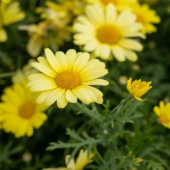 Strauchmargerite 'Grandaisy Gold'® - Sonnengelb den ganzen Sommer