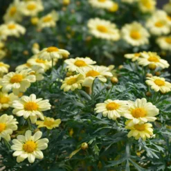 Strauchmargerite 'Grandaisy Gold'® - Sonnengelb den ganzen Sommer