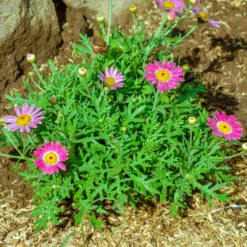 Strauchmargerite 'Grandaisy Pink Tourmaline'® - Rosa Blüten den ganzen Sommer