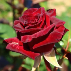 Strauchrose Black Baccara ® Meidebenne - Fast schwarze Rosen im Garten