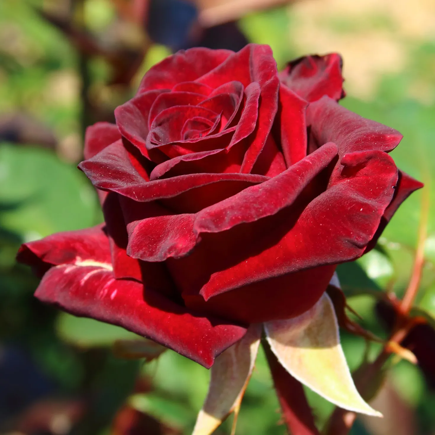 Strauchrose Black Baccara ® Meidebenne - Fast schwarze Rosen im Garten