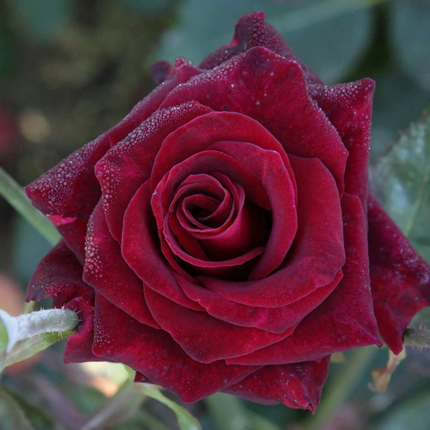 Strauchrose Black Baccara ® Meidebenne - Fast schwarze Rosen im Garten