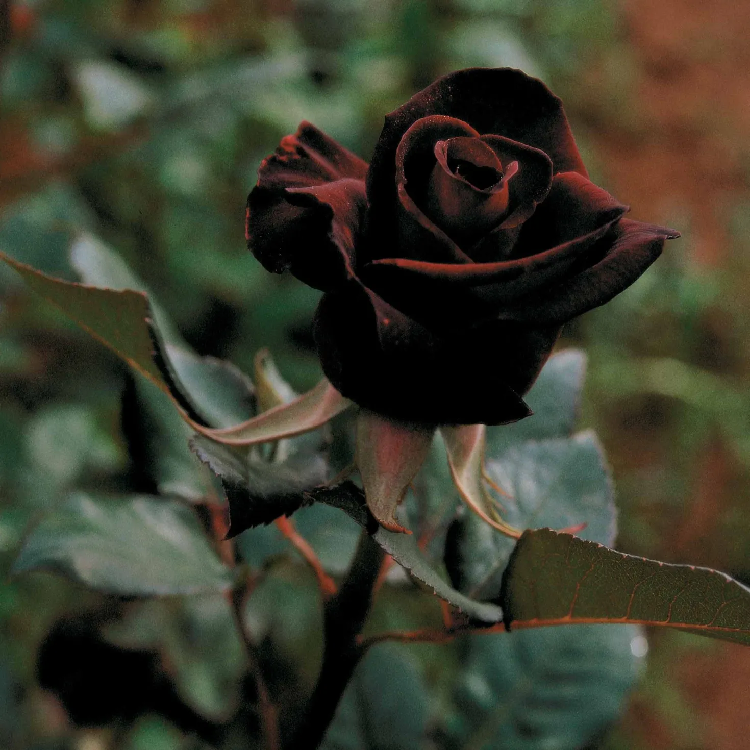 Strauchrose Black Baccara ® Meidebenne - Fast schwarze Rosen im Garten