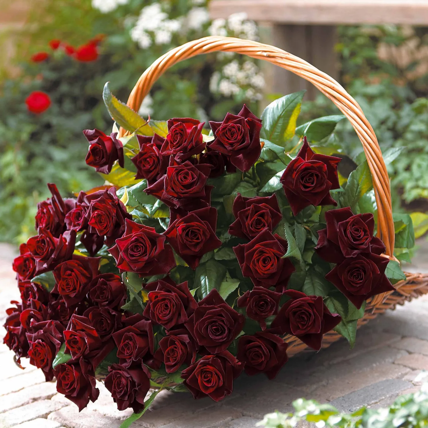 Strauchrose Black Baccara ® Meidebenne - Fast schwarze Rosen im Garten
