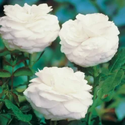 Strauchrose ‘Boule de Neige’ - Weiße Blütenwolke im Garten
