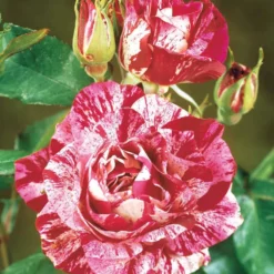 Strauchrose Candy Stripe - Zweifarbige Blüten sofort