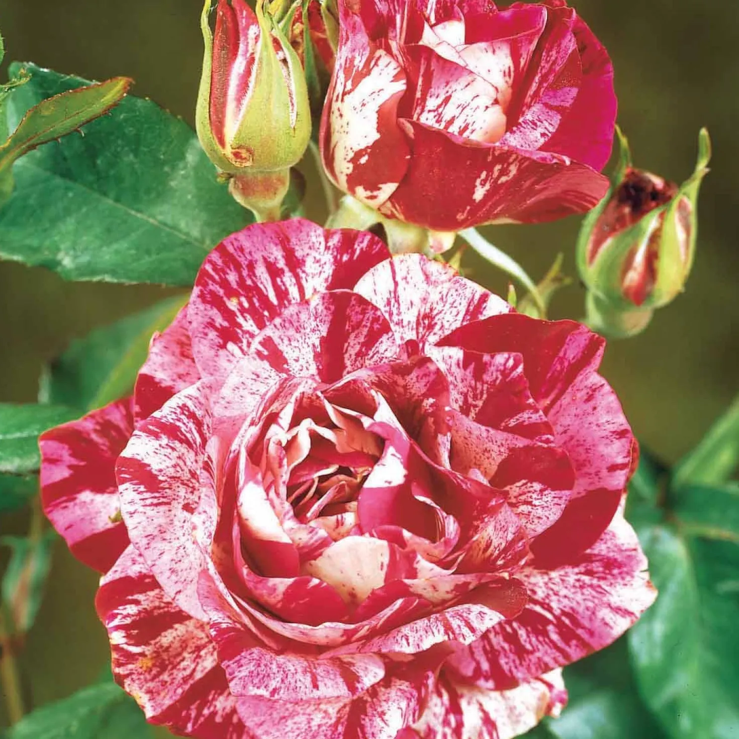 Strauchrose Candy Stripe - Zweifarbige Blüten sofort