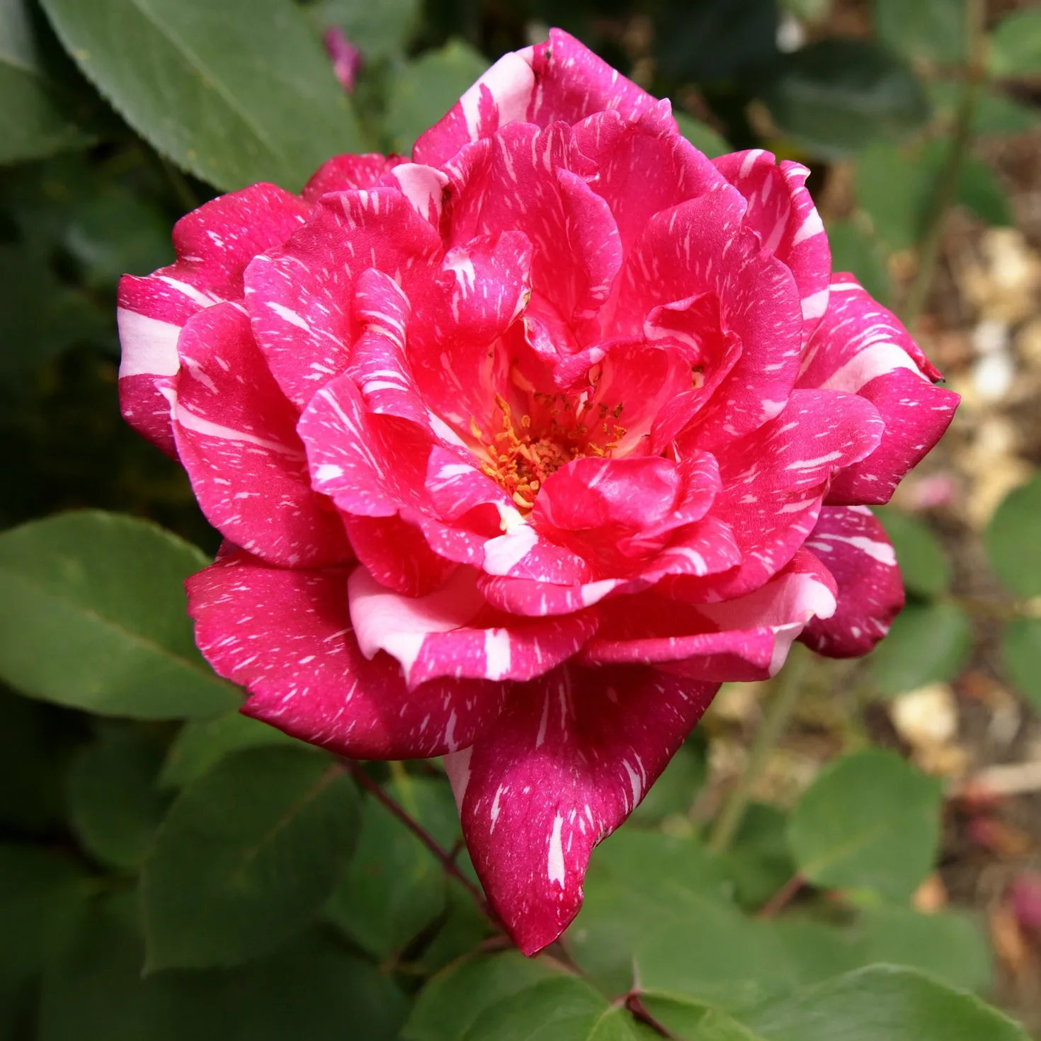 Strauchrose Candy Stripe - Zweifarbige Blüten sofort