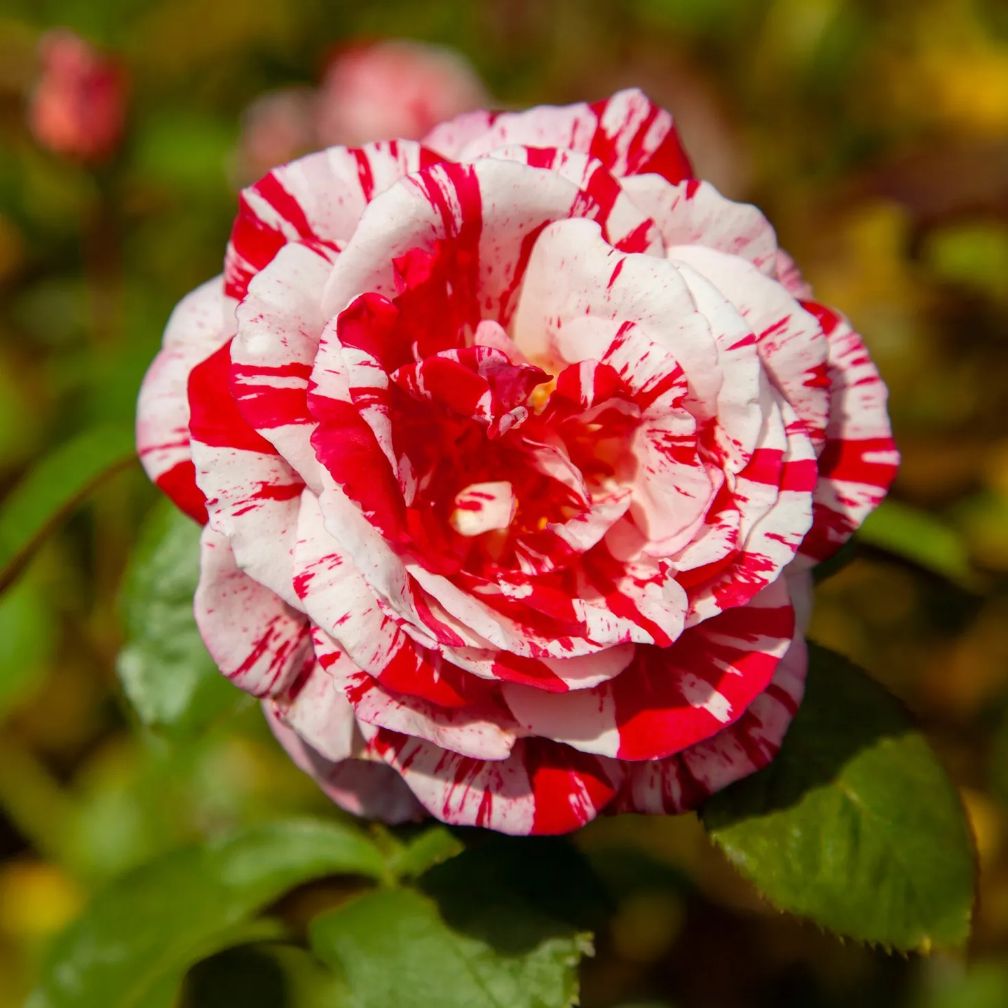 Strauchrose Candy Stripe - Zweifarbige Blüten sofort
