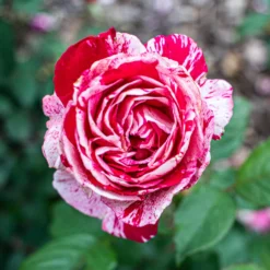 Strauchrose Candy Stripe - Zweifarbige Blüten sofort