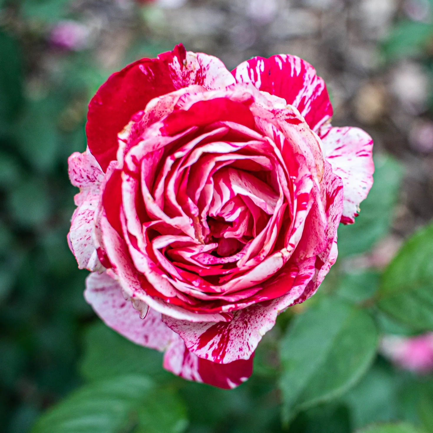 Strauchrose Candy Stripe - Zweifarbige Blüten sofort
