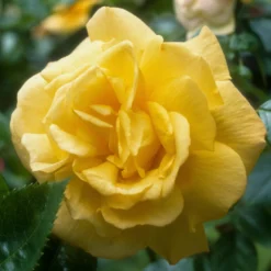 Strauchrose China Town - Sattes Gelb den ganzen Sommer