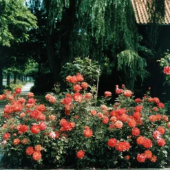 Strauchrose Doris Tysterman - Leuchtendes Orange im Garten