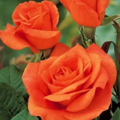 Strauchrose Doris Tysterman - Leuchtendes Orange im Garten