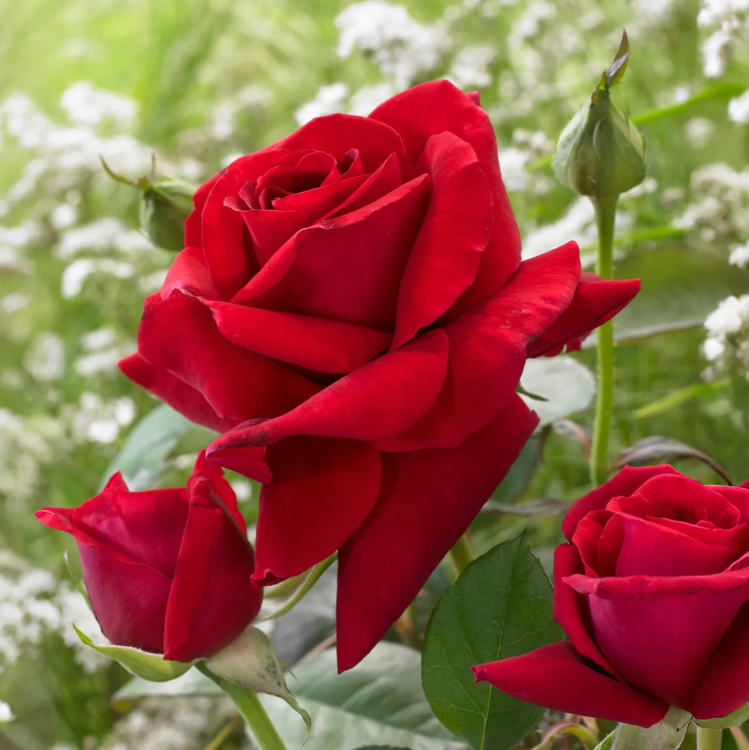 Strauchrose Duftzauber 84 - Duft, der sofort verzaubert