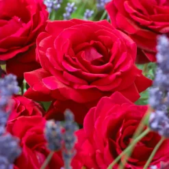 Strauchrose Duftzauber 84 - Duft, der sofort verzaubert